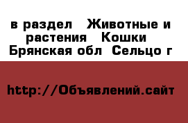  в раздел : Животные и растения » Кошки . Брянская обл.,Сельцо г.